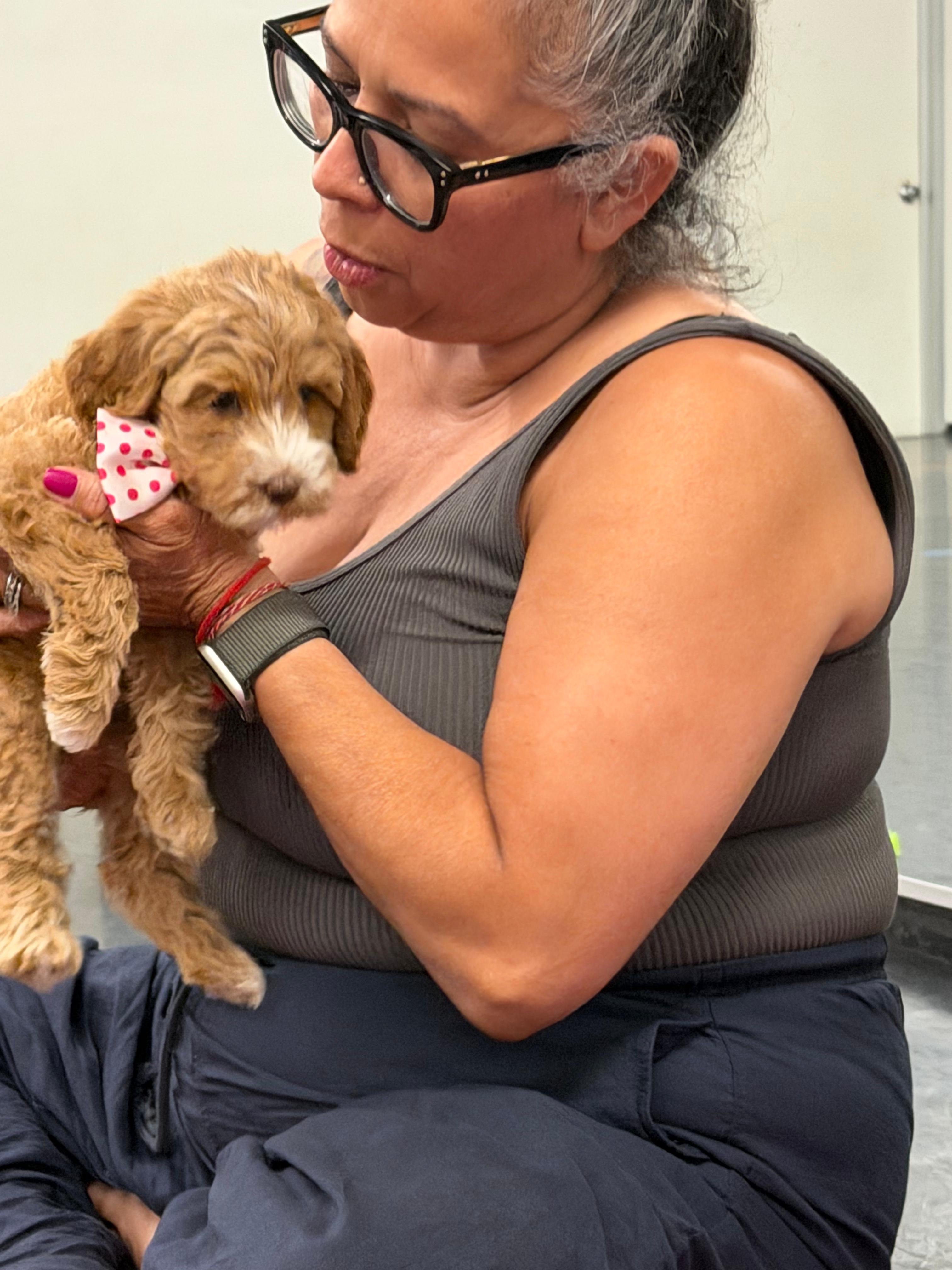 A handler kneeling with a sleepy Doodle puppy in the rest pen