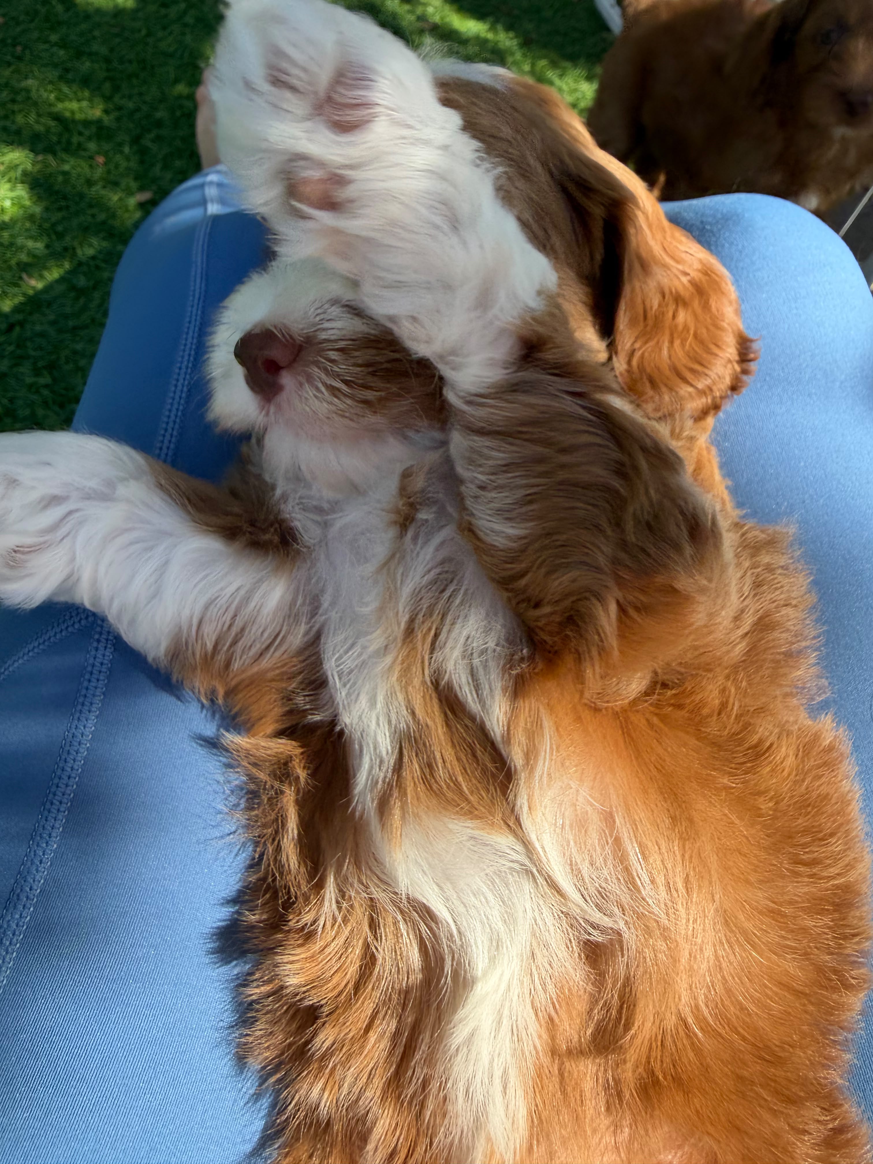 Puppy pilates — low mat work, puppies weaving between guests