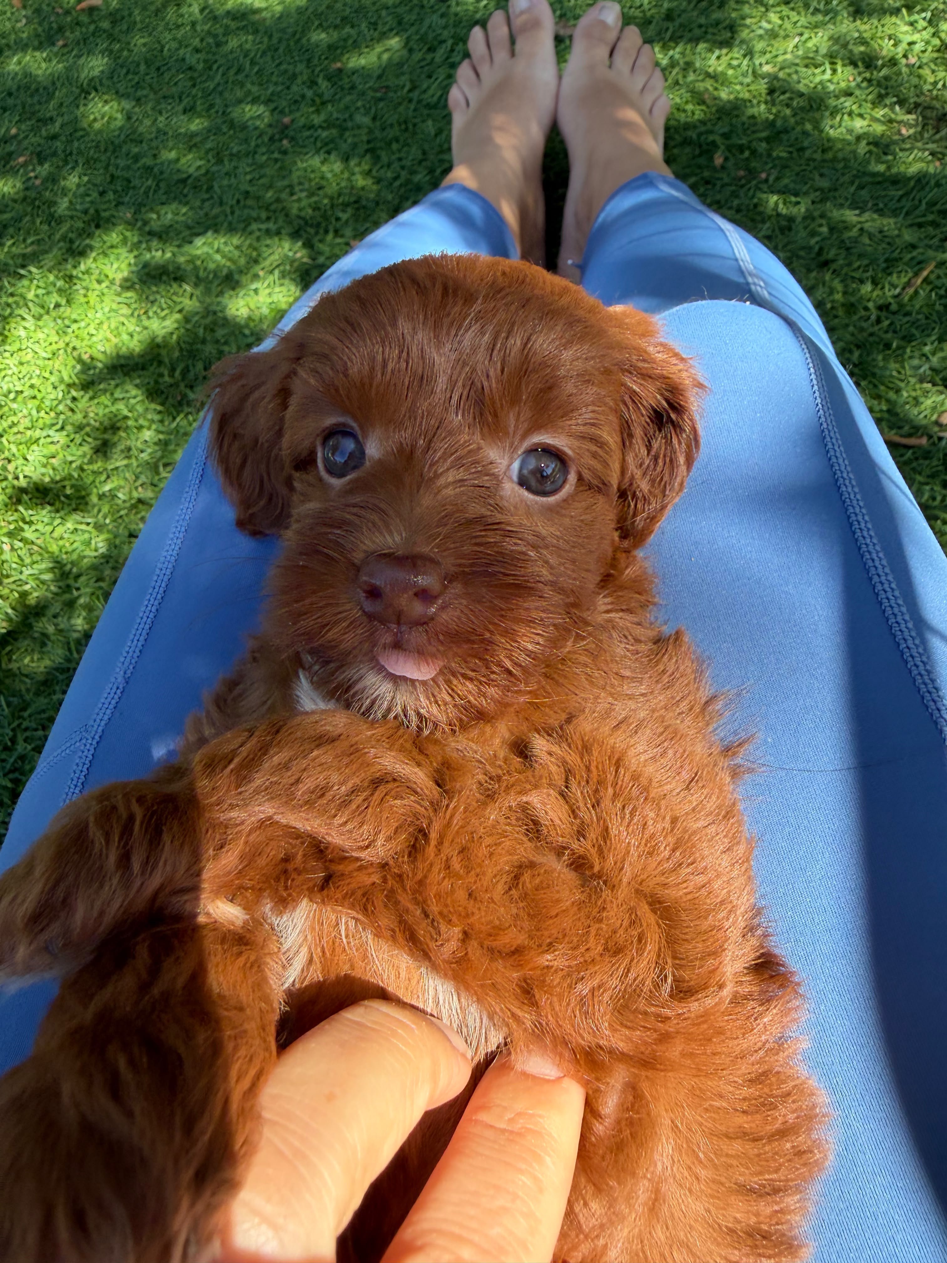 Puppy yoga — mats, morning light, a pup in someone's lap